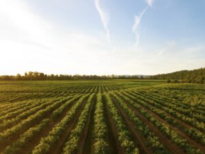 Agricultural Use A vast, well-maintained agricultural field under a clear sky, with evenly spaced rows of crops extending into the horizon.